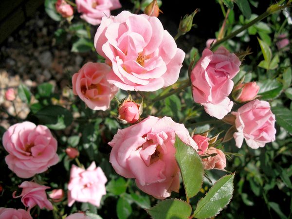 Vestal del Jardín